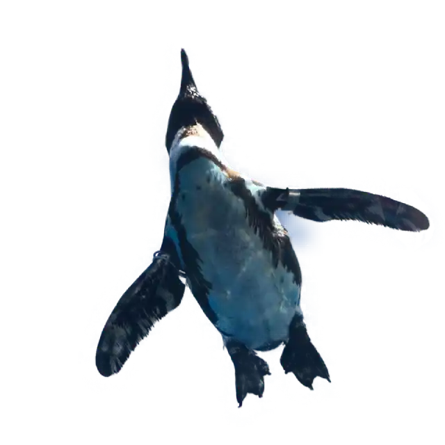 ペンギンマジックカット